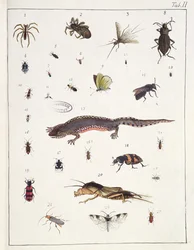 Various Insects and a Lizard, Plate II from “Diarium Zoologicum”, 1787